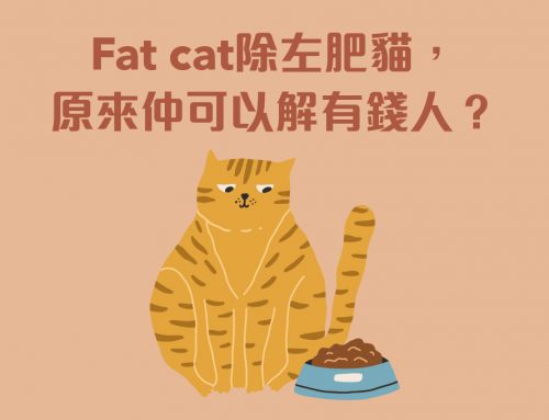 同貓有關的7個idioms