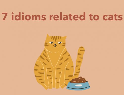 7 idioms related to cats